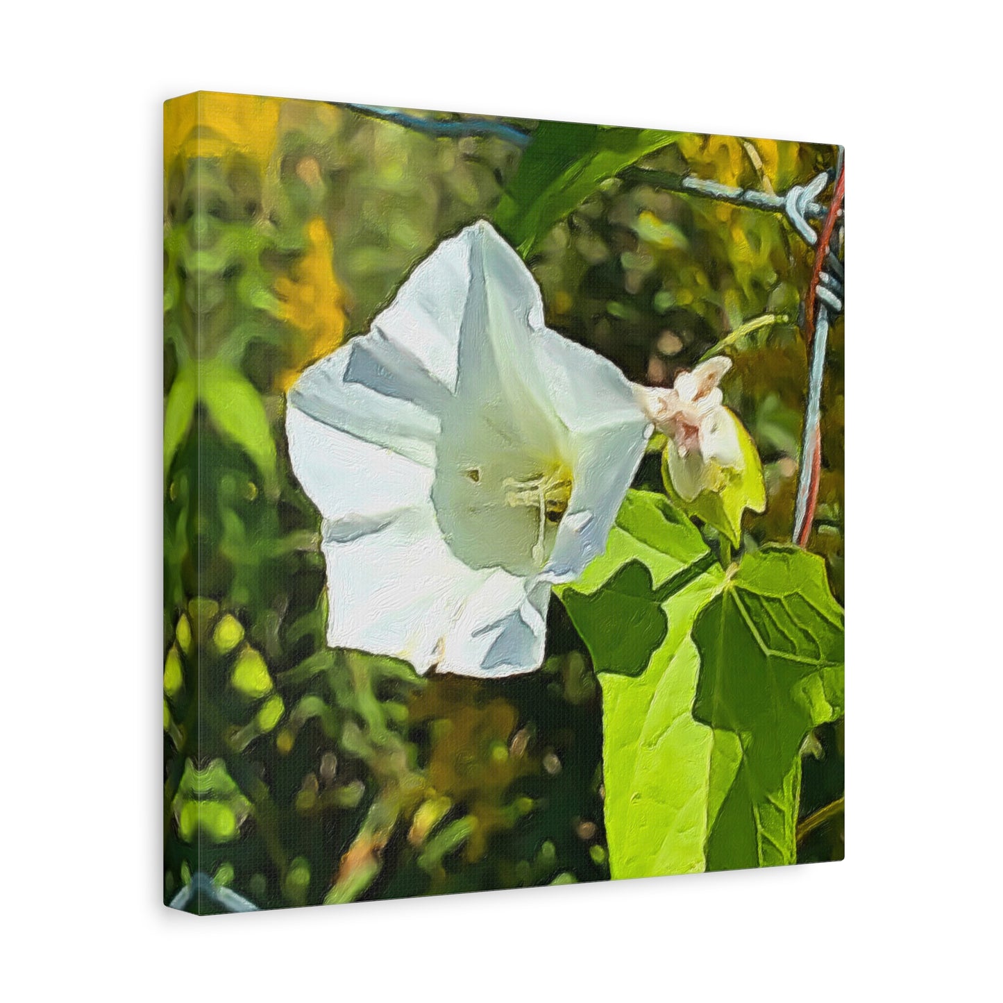 Blooms by the Back Porch Series