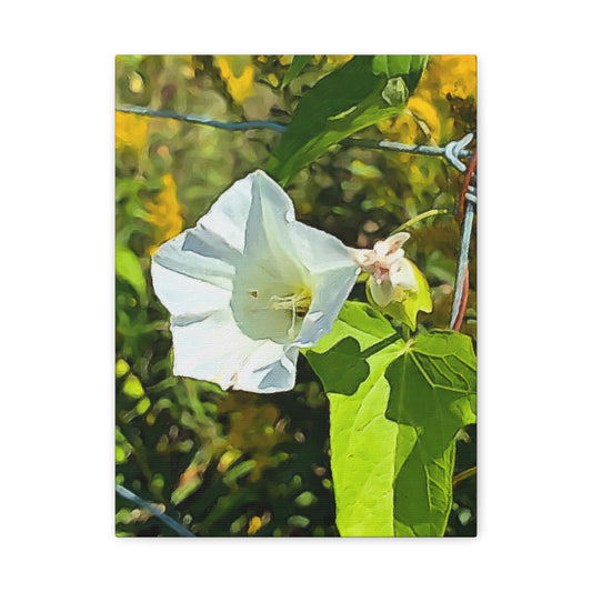 Blooms by the Back Porch Series