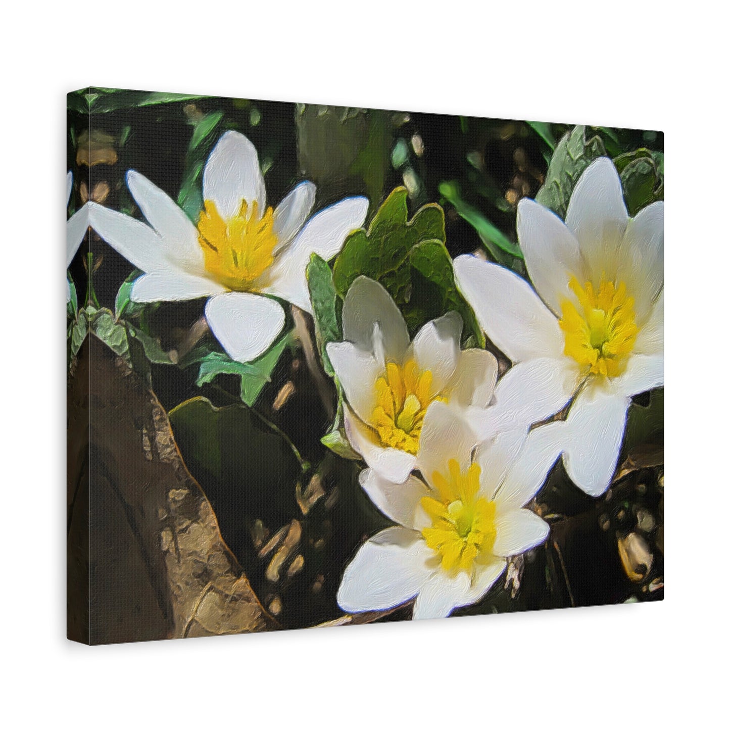 Blooms By the Back Porch Series