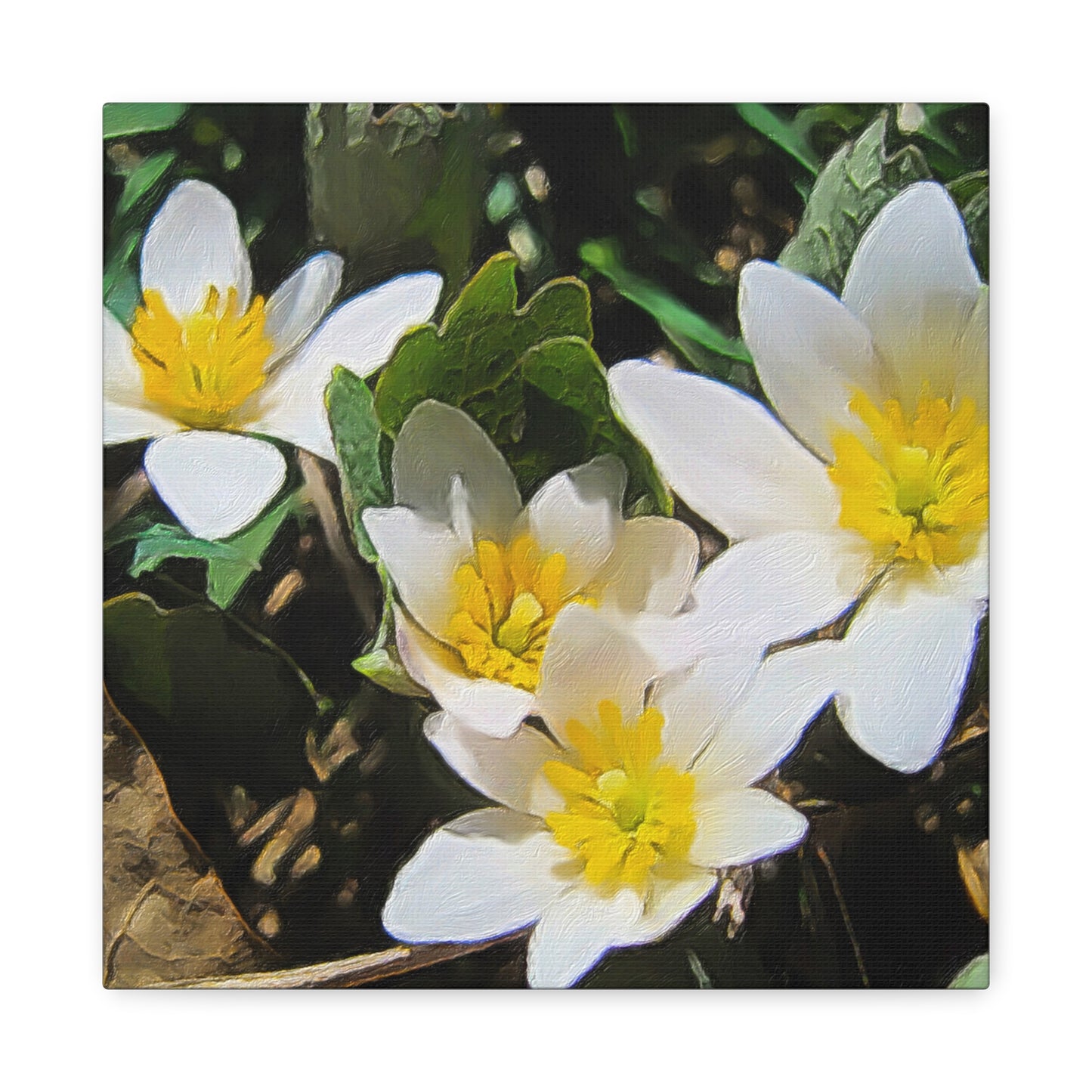 Blooms By the Back Porch Series