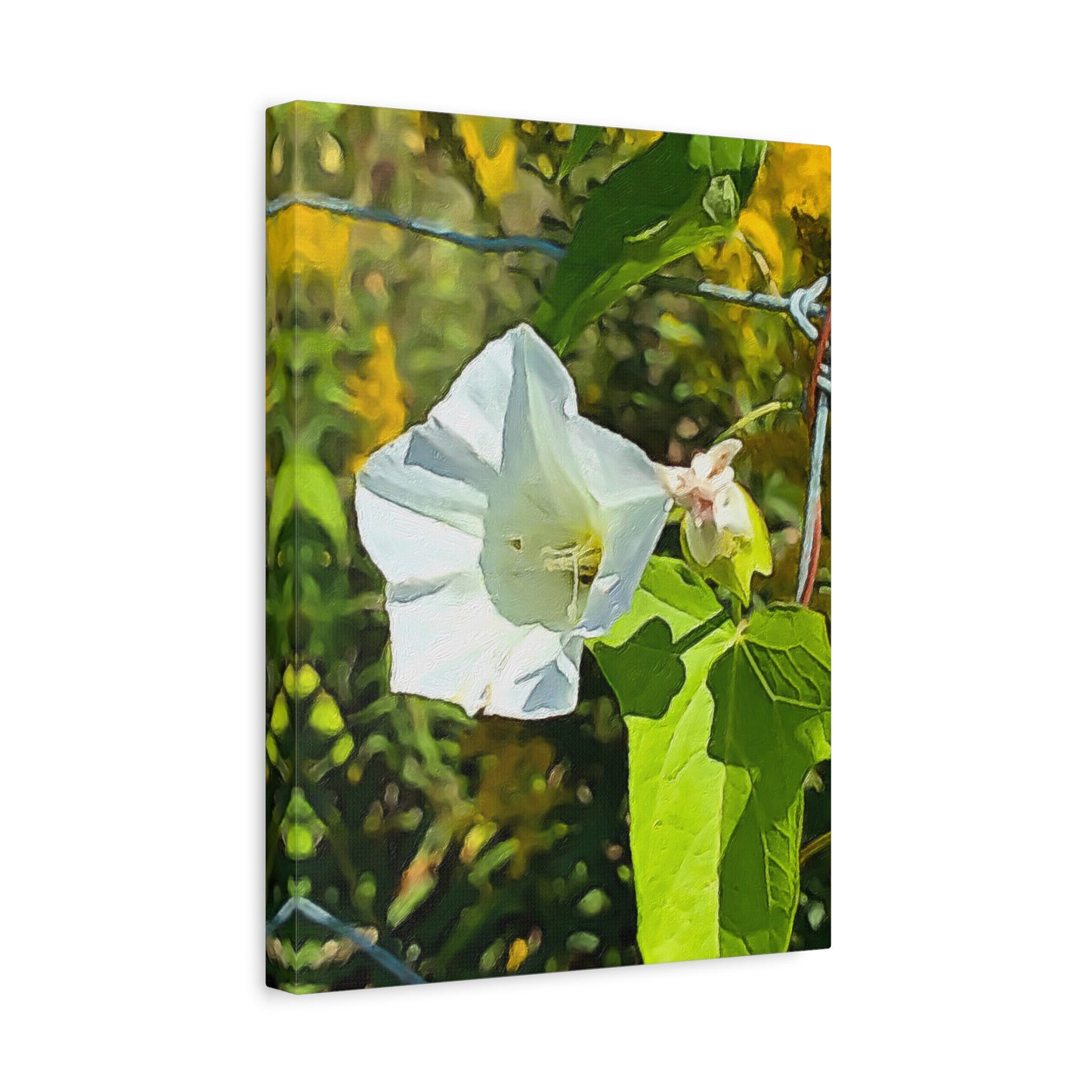 Blooms by the Back Porch Series