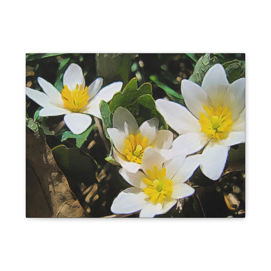 Blooms By the Back Porch Series