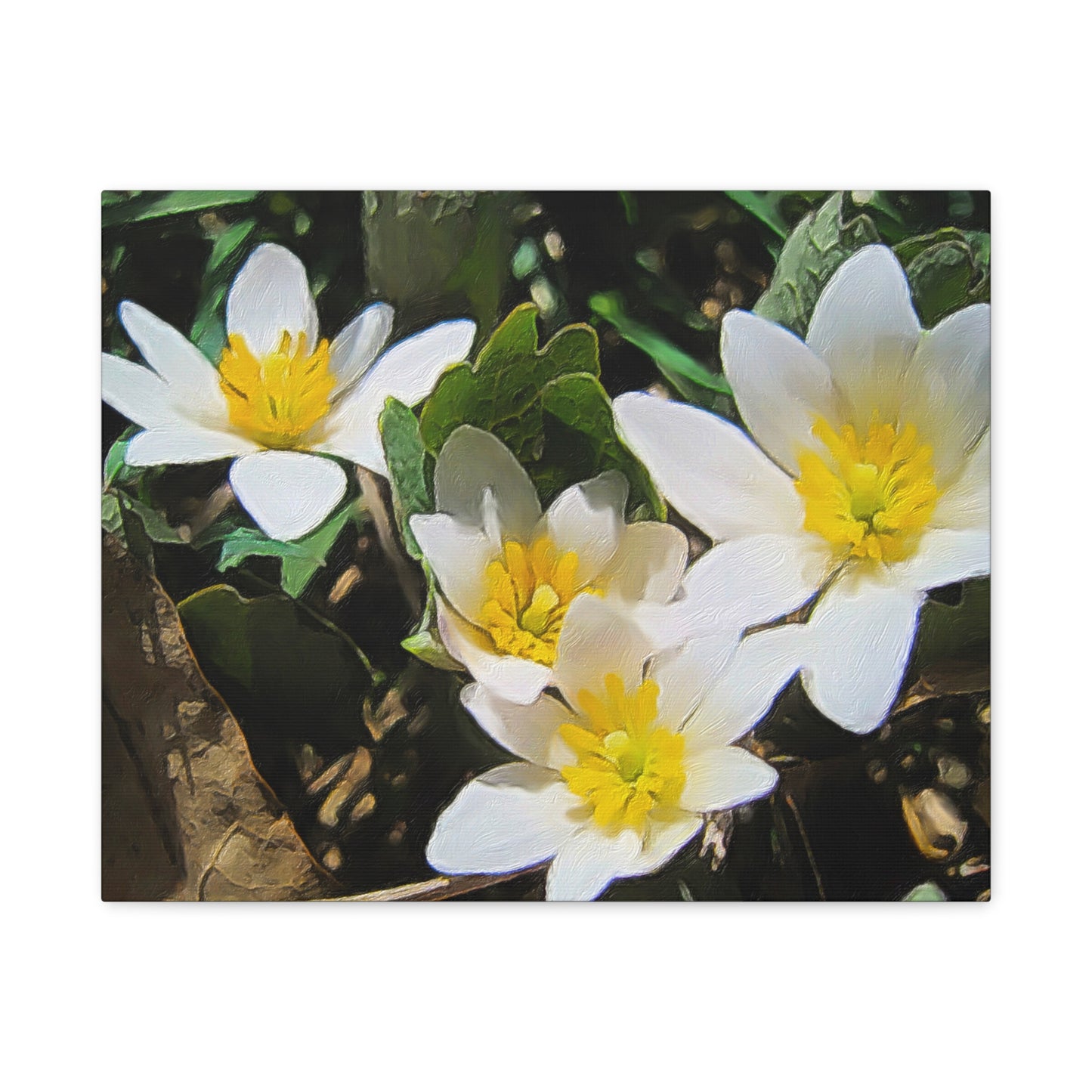 Blooms By the Back Porch Series