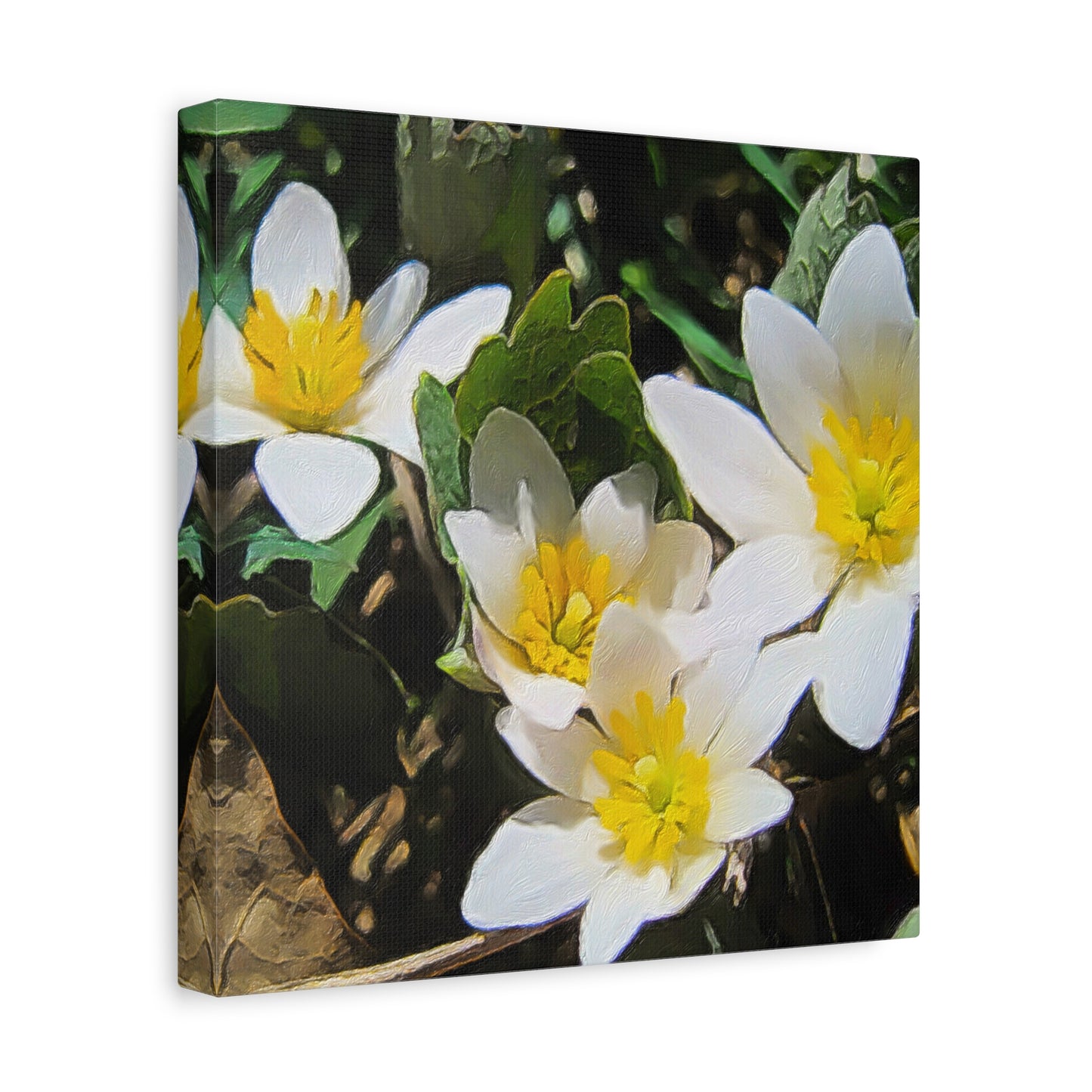 Blooms By the Back Porch Series